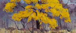 Cassia Abbreviata 1, Kruger Park | 2019 | Oil on Canvas | 40 x 54 cm